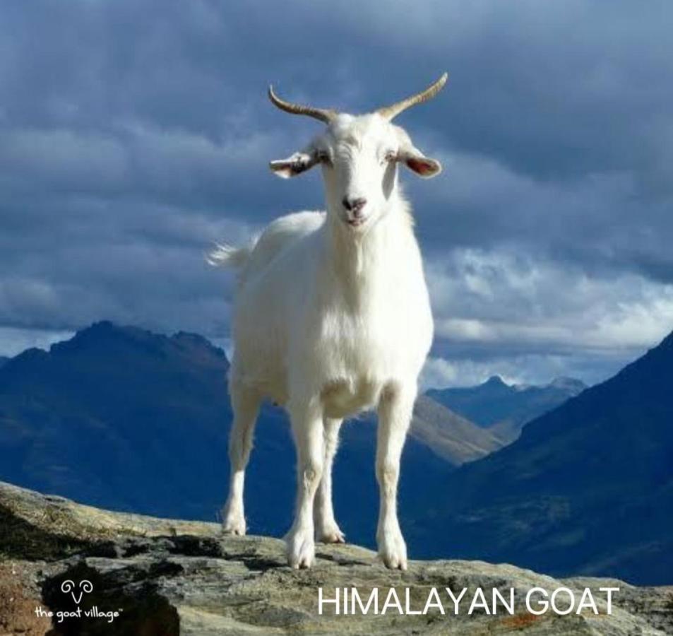 The Goat Village Myani Dış mekan fotoğraf